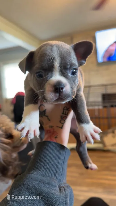 Ice – Frenchton puppy for sale in Roaring River, NC