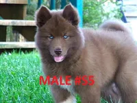 S5, a male Siberian Husky for sale in Roaring River, NC – 1 of 4
