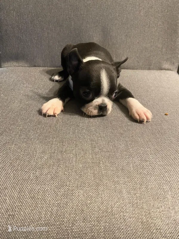 Tinker Bell – Boston Terrier puppy for sale in Roaring River, NC