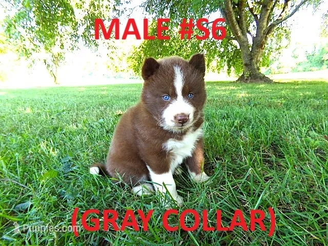 S6 – Siberian Husky puppy for sale in Roaring River, NC
