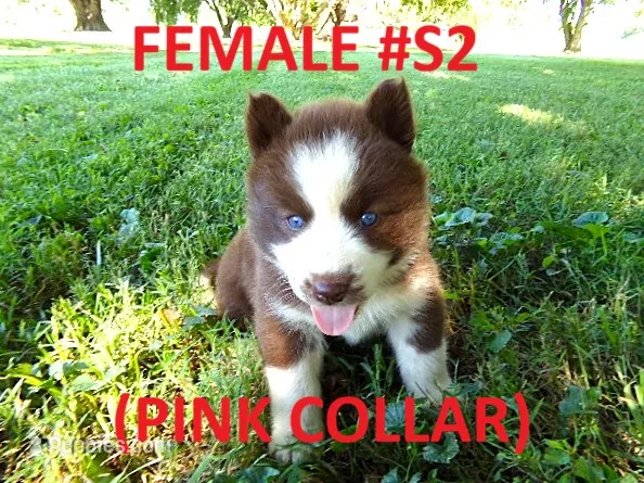 S2 – Siberian Husky puppy for sale in Roaring River, NC