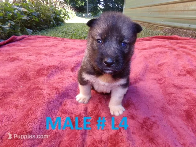 L4 – Siberian Husky puppy for sale in Roaring River, NC