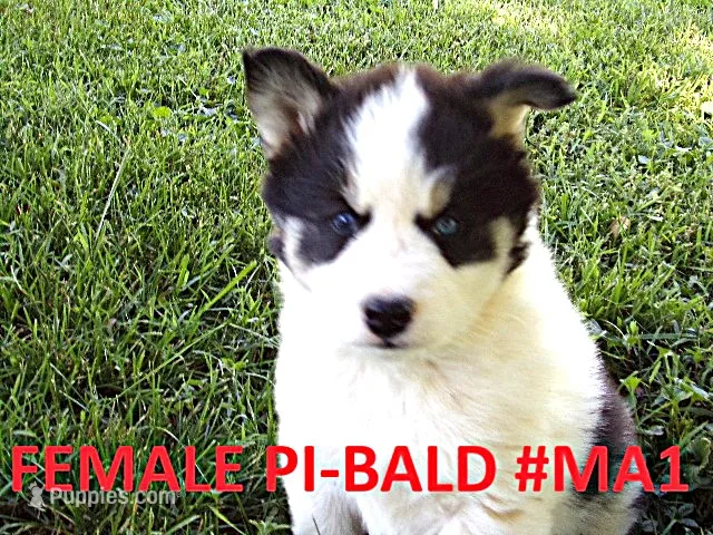 MA1 – Siberian Husky puppy for sale in Roaring River, NC