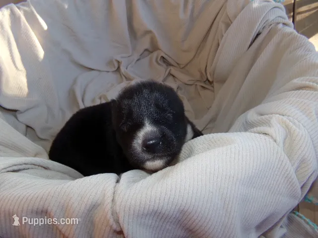 L3 – Siberian Husky puppy for sale in Roaring River, NC