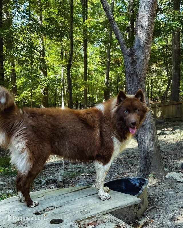 L3 – Siberian Husky puppy for sale in Roaring River, NC