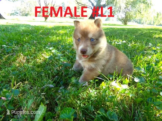 L1 – Siberian Husky puppy for sale in Roaring River, NC