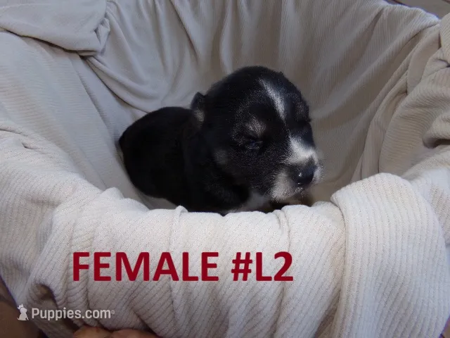 L2 – Siberian Husky puppy for sale in Roaring River, NC