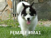 MA1, a female Siberian Husky for sale in Roaring River, NC – 1 of 4