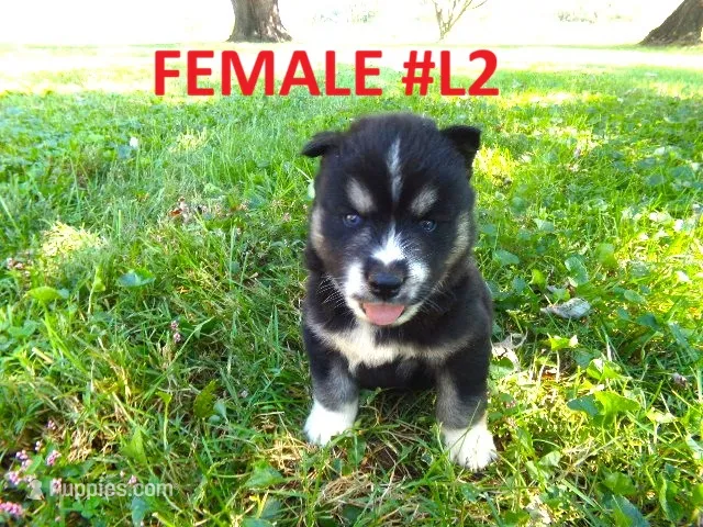 L2 – Siberian Husky puppy for sale in Roaring River, NC