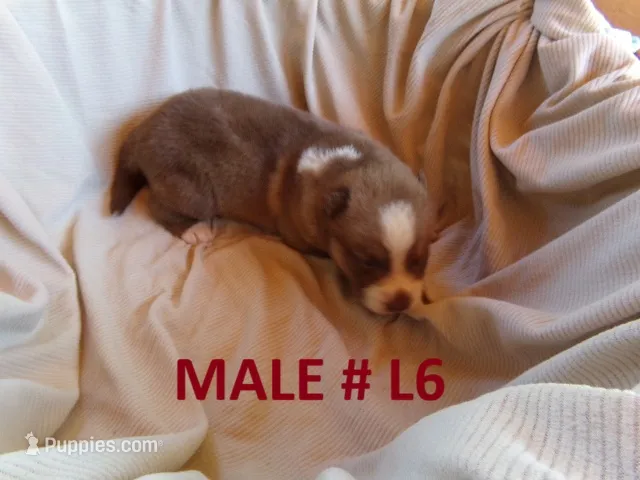 L6 – Siberian Husky puppy for sale in Roaring River, NC