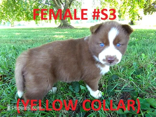 S3 – Siberian Husky puppy for sale in Roaring River, NC