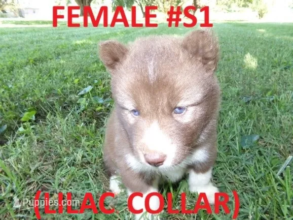 S1 – Siberian Husky puppy for sale in Roaring River, NC