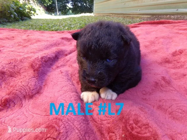 L7 – Siberian Husky puppy for sale in Roaring River, NC