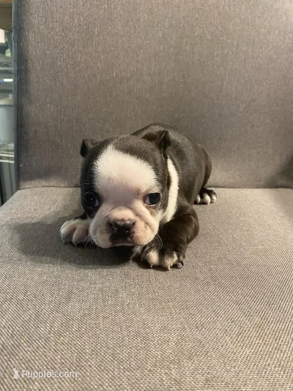 Lou lou – Boston Terrier puppy for sale in Roaring River, NC