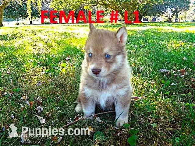 L1 – Siberian Husky puppy for sale in Roaring River, NC