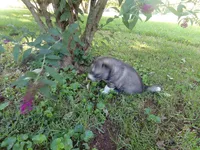 BA1, a female Siberian Husky for sale in Roaring River, NC – 4 of 4