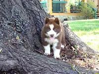 S2, a female Siberian Husky for sale in Roaring River, NC – 3 of 5