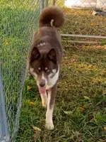 Benito, a male Siberian Husky for sale in Roaring River, NC – 3 of 3