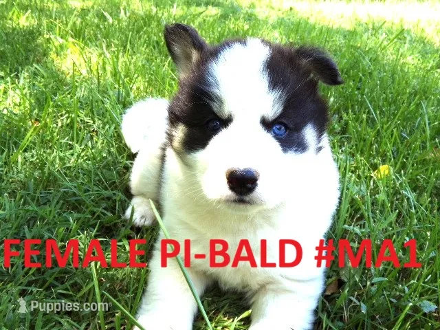 MA1 – Siberian Husky puppy for sale in Roaring River, NC