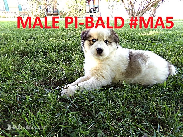 MA5 – Siberian Husky puppy for sale in Roaring River, NC