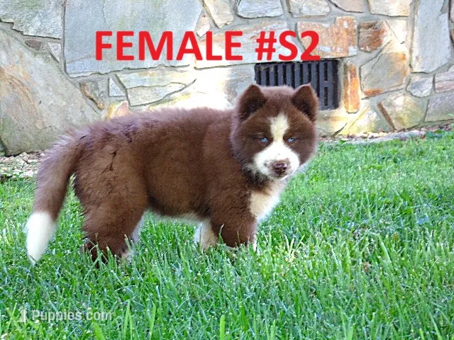 S2 – Siberian Husky puppy for sale in Roaring River, NC