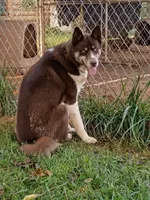 Benito, a male Siberian Husky for sale in Roaring River, NC – 2 of 3