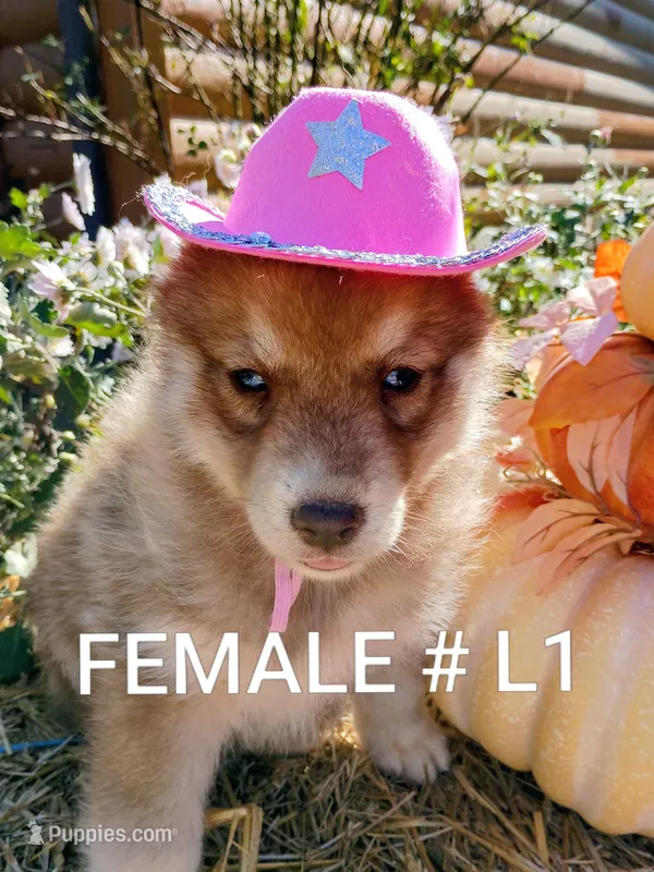 L1 – Siberian Husky puppy for sale in Roaring River, NC