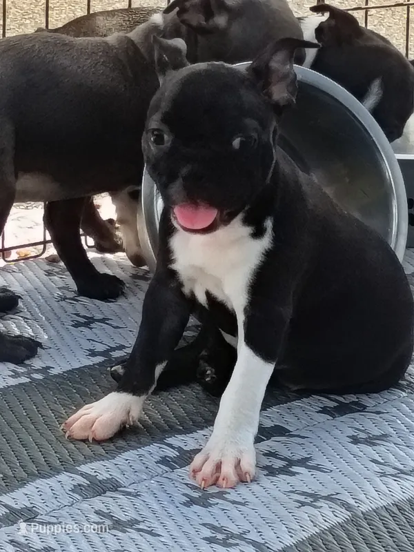 Fern – Boston Terrier puppy for sale in Roaring River, NC