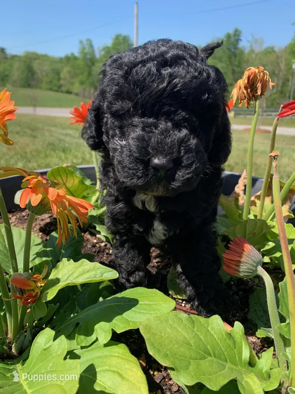 Blacky – Poodle - Toy  puppy for sale in Roaring River, NC