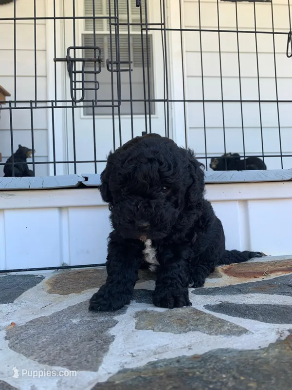 Blacky – Poodle - Toy  puppy for sale in Roaring River, NC