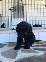 Blacky, a male Poodle - Toy  for sale in Roaring River, NC – Photo 1 of 4