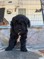 Blacky, a male Poodle - Toy  for sale in Roaring River, NC – Photo 2 of 4