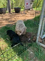 Blacky, a male Poodle - Toy  for sale in Roaring River, NC – Photo 3 of 4