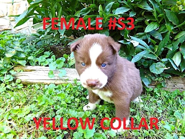 S3 – Siberian Husky puppy for sale in Roaring River, NC