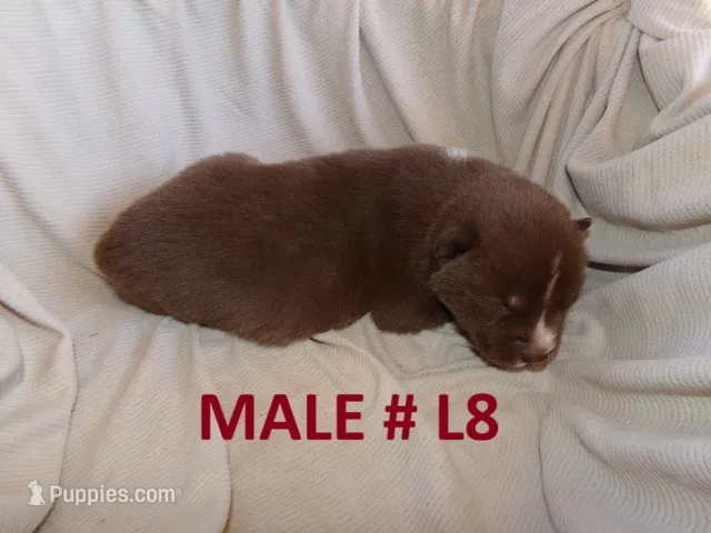 L8 – Siberian Husky puppy for sale in Roaring River, NC