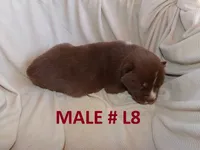 L8, a male Siberian Husky for sale in Roaring River, NC – 1 of 3
