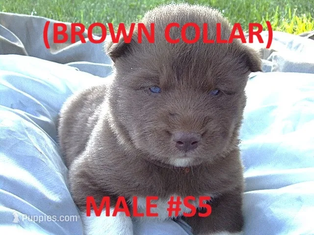 S5 – Siberian Husky puppy for sale in Roaring River, NC