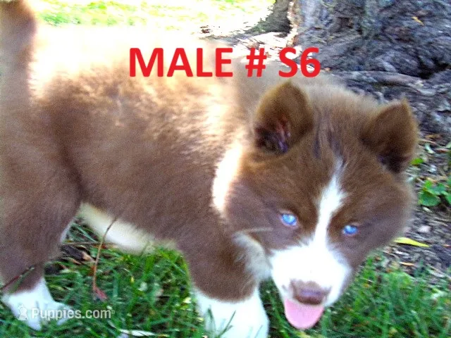 S6 – Siberian Husky puppy for sale in Roaring River, NC