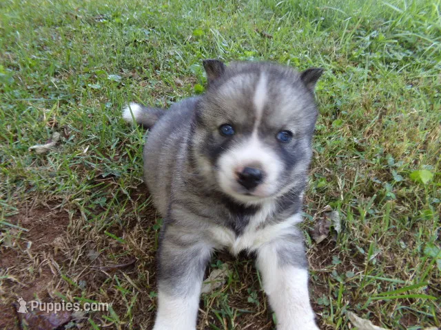 BA1 – Siberian Husky puppy for sale in Roaring River, NC