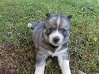 BA1, a female Siberian Husky for sale in Roaring River, NC – 1 of 4