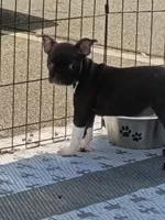 Fern, a female Boston Terrier for sale in Roaring River, NC – 3 of 3