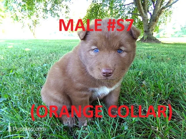 S7 – Siberian Husky puppy for sale in Roaring River, NC