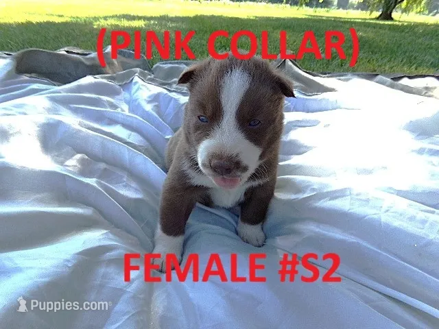 S2 – Siberian Husky puppy for sale in Roaring River, NC