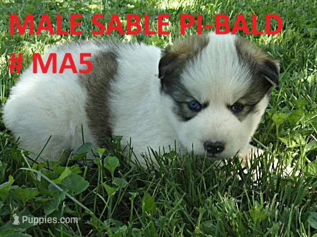 MA5 – Siberian Husky puppy for sale in Roaring River, NC
