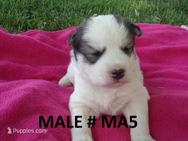 MA5 – Siberian Husky puppy for sale in Roaring River, NC