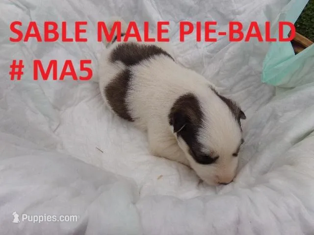 MA5 – Siberian Husky puppy for sale in Roaring River, NC