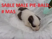 MA5, a male Siberian Husky for sale in Roaring River, NC – Photo 1 of 2