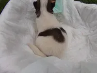 MA5, a male Siberian Husky for sale in Roaring River, NC – Photo 2 of 2