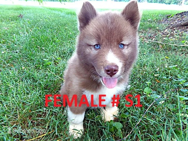 S1 – Siberian Husky puppy for sale in Roaring River, NC
