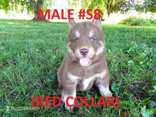 S8 – Siberian Husky puppy for sale in Roaring River, NC